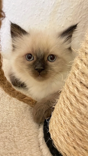 Katzenbaby, Kitten. Kätzchen, Abgabebereit