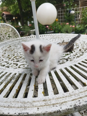 Katzebaby 