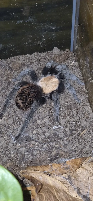 Brachypelma albiceps