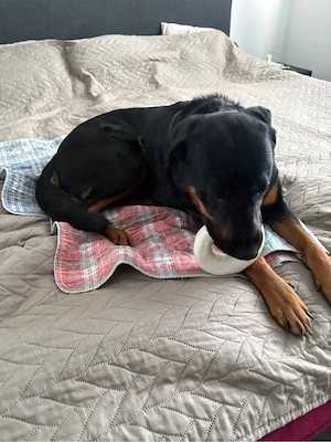 Maya sucht dringend ein zuhause