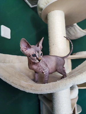 Canadian Sphynx Mädchen 