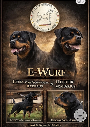 Rottweiler Welpe 