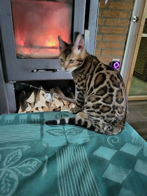 Bengal kitten 