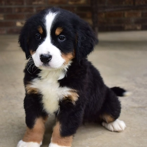 Wunderschöne Berner Sennenhundwelpen suchen ein liebevolles Zuhause     
