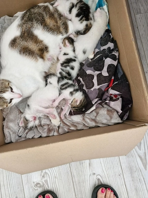 Katzenbabys  zu verkaufen 