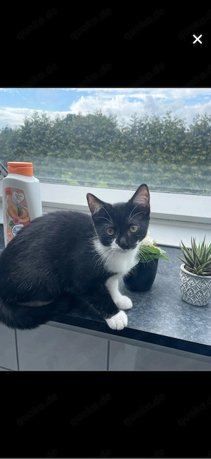 katzenbaby 80 
