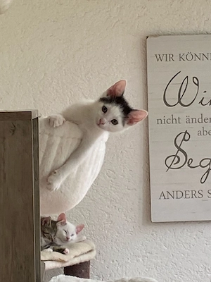 4 wunderschöne kitten