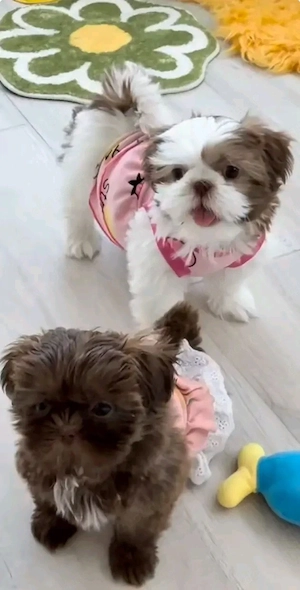 Shih Tzu Welpen