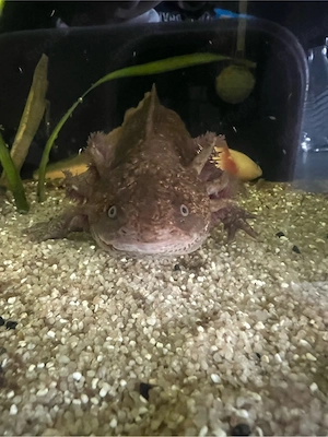 6 axolotl  Bild 3