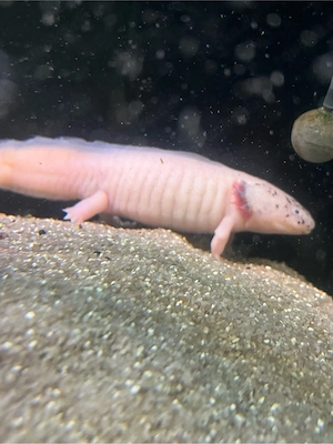 6 axolotl  Bild 4