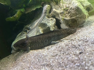 6 axolotl  Bild 2