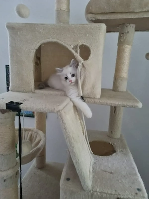 2 süßen Katzenbabys sucht neue Zuhause. 