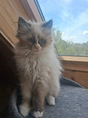 1 süßes Katzenmädchen sucht seine liebevolle Familie  Bild 3