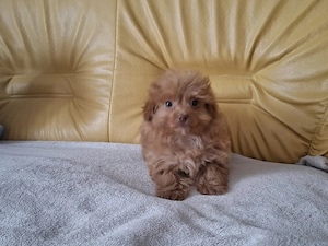 Maltipoo Welpen 