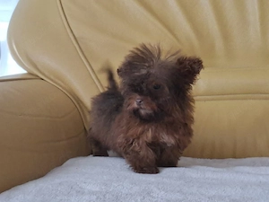 Maltipoo Welpen 