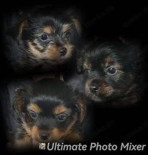 Chihuahua Yorkshire mix Welpen 
