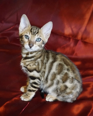 Super schöne Bengal-Kitten sofort Abgabebereit! NUR NOCH ein JUNGE! Große Rosetten! Bild 6