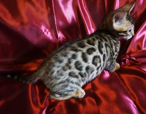 Super schöne Bengal-Kitten sofort Abgabebereit! NUR NOCH ein JUNGE! Große Rosetten! Bild 8