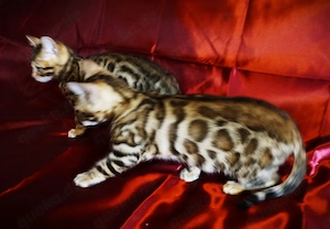 Super schöne Bengal-Kitten sofort Abgabebereit! NUR NOCH ein JUNGE! Große Rosetten! Bild 7
