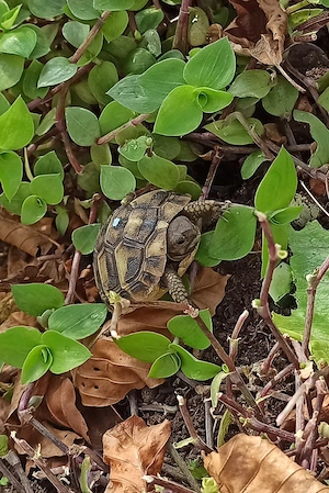 Griechische Landschildkröten NZ aus dem Vorjahr