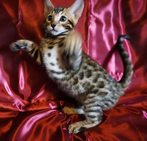 Super schöne Bengal-Kitten sofort Abgabebereit! NUR NOCH ein JUNGE! Große Rosetten! Bild 9