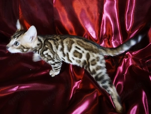 Super schöne Bengal-Kitten sofort Abgabebereit! NUR NOCH ein JUNGE! Große Rosetten! Bild 10