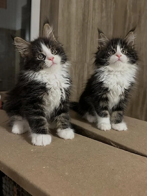 Wunderschöne Maine-Coon-Kätzchen