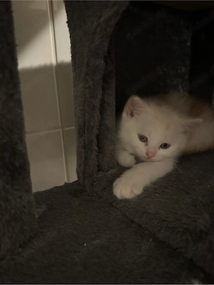 BKH-Mix Kitten abzugeben    suchen ein liebevolles Zuhause 