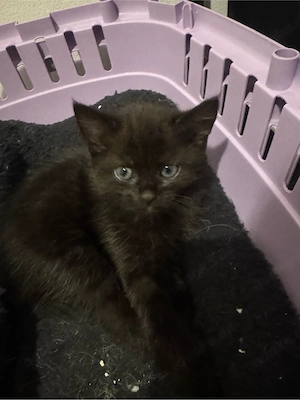 BKH-Mix Kitten abzugeben    suchen ein liebevolles Zuhause 