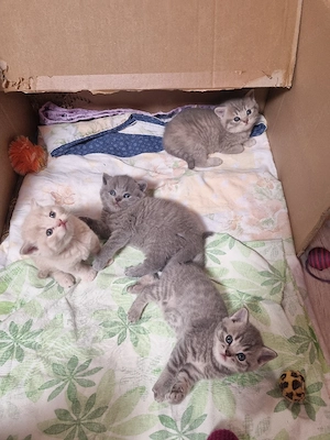 verkaufen bkh kitten