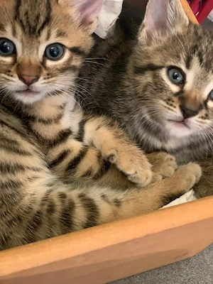 Bengal Kitten Mix Katzenbabys Katze Kater