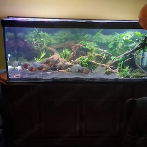 Gruppe Piranhas, 8 Stück, abzugeben