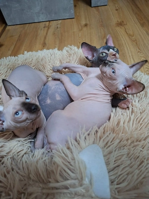 Sphynx Kitten