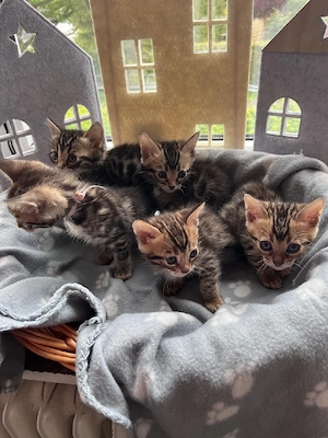 Bengalkitten 