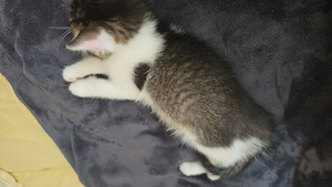 Verkaufe babykatze 2 monate 