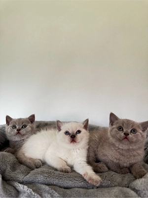 Hübsches reinrassiger BKH Kitten