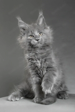 Maine Coon Kater abzugeben 13 Wochen