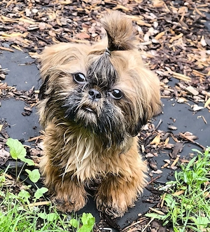 Imperial Shih Tzu 1 Rüde und 1 Weibchen Welpen klein