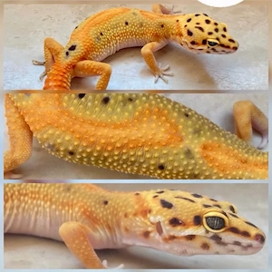 Clown p.h Raptor Leopardgecko Weibchen