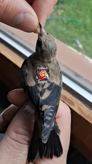 Stieglitz Schwarze Parva