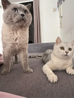 Reservierung von Kitten!!!!