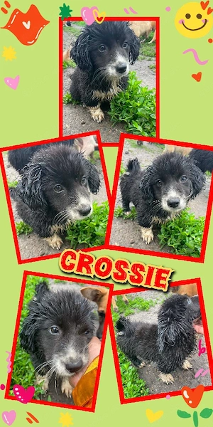 zuckersüßer, kleiner, offener, lieber Welpenjunge "Crossie" sucht ein schönes Zuhause