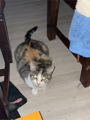 katze zu verkaufen 
