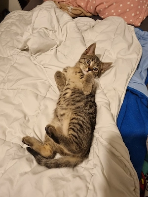 Jungkatze 
