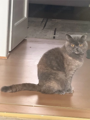 British Shorthair Katze, 2,5 Jahre alt 