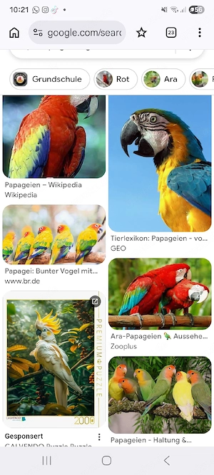 suche ne Papagei 