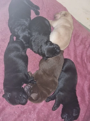 Labradorwelpen  Bild 2