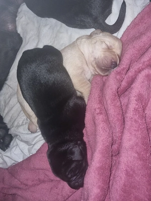 Labradorwelpen  Bild 3