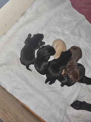 Labradorwelpen  Bild 5