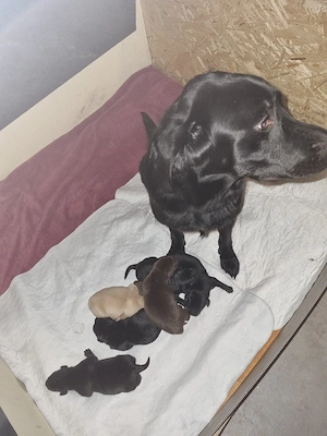 Labradorwelpen  Bild 4